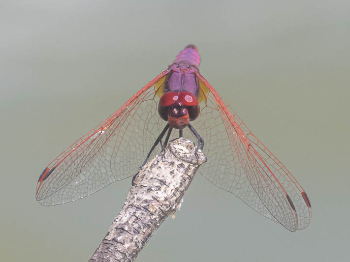 Trithemis annulata male head on.jpg